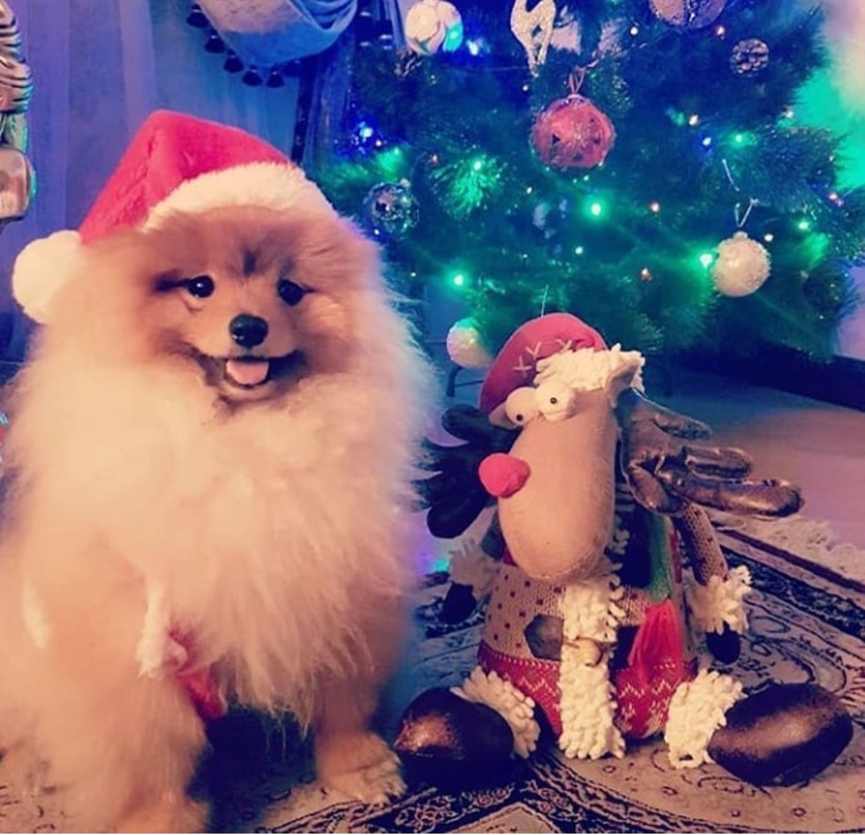 Pomeranian in christmas outfit beside a reindeer stuffed toy
