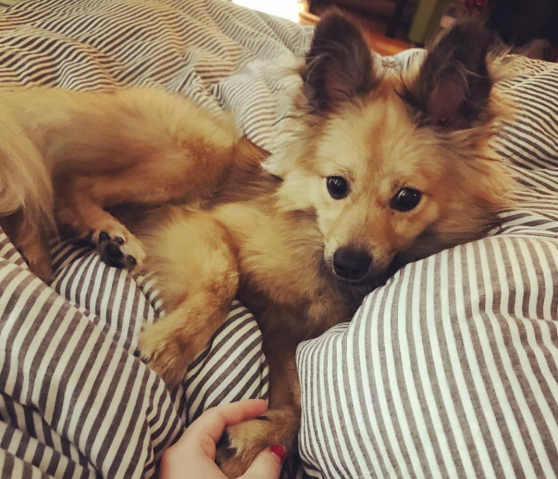 A Pomeriever lying on the bed