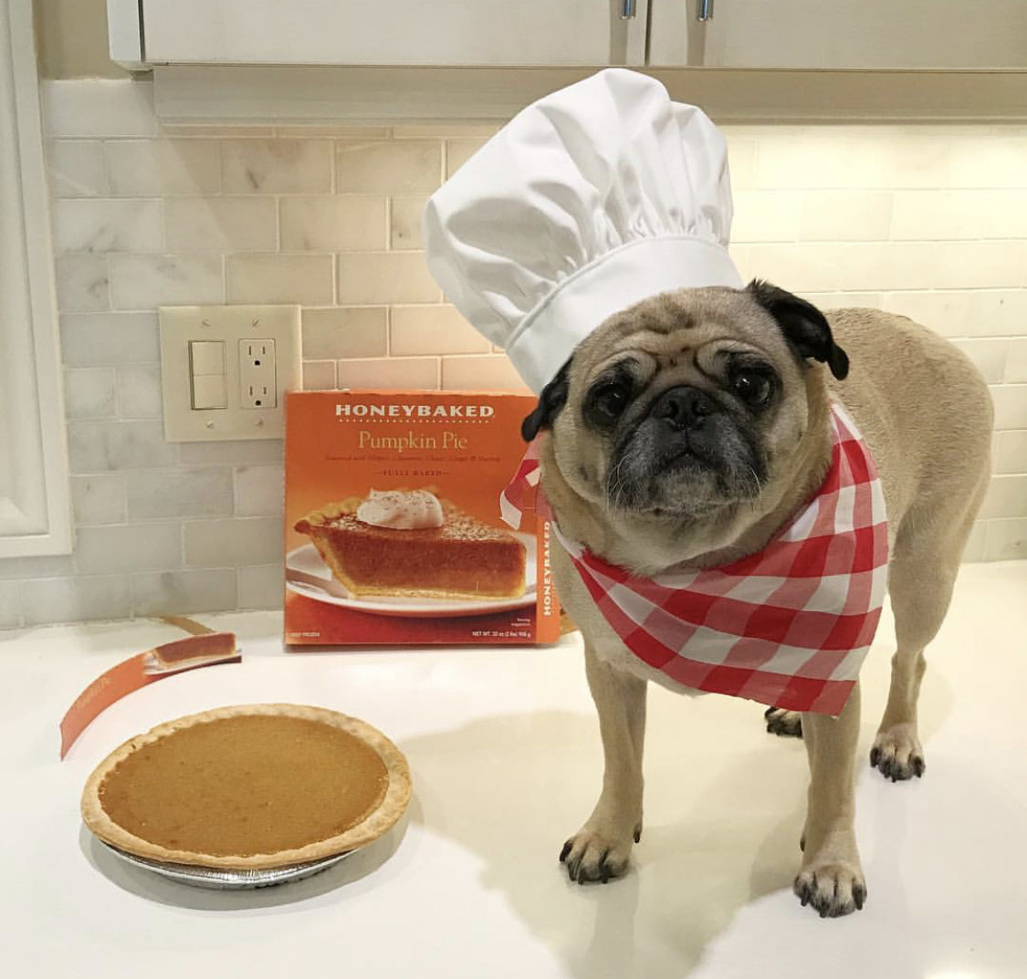 Pug wearing a chef hat on top of the counter with a pie