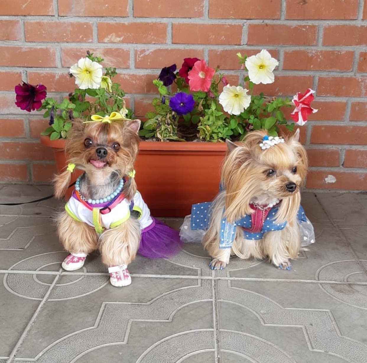 two Yorkshire Terrier in their cute dresses while sitting on the floor