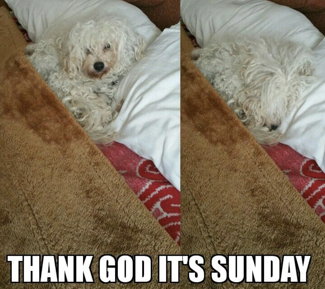 white Poodle lying on the bed while snuggled up in blanket photo with text-Thank God it's sunday
