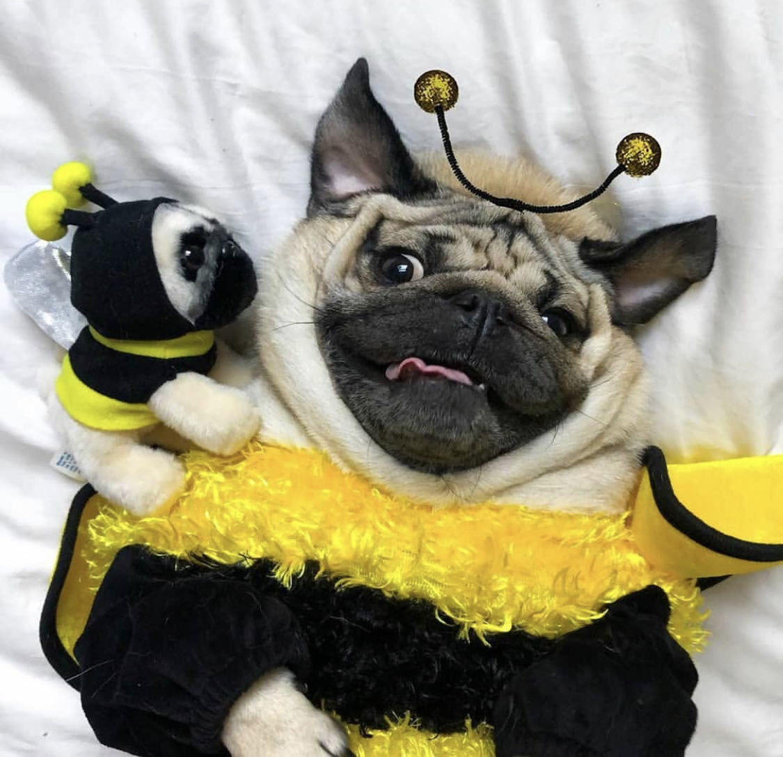 A Pug in its bee costume