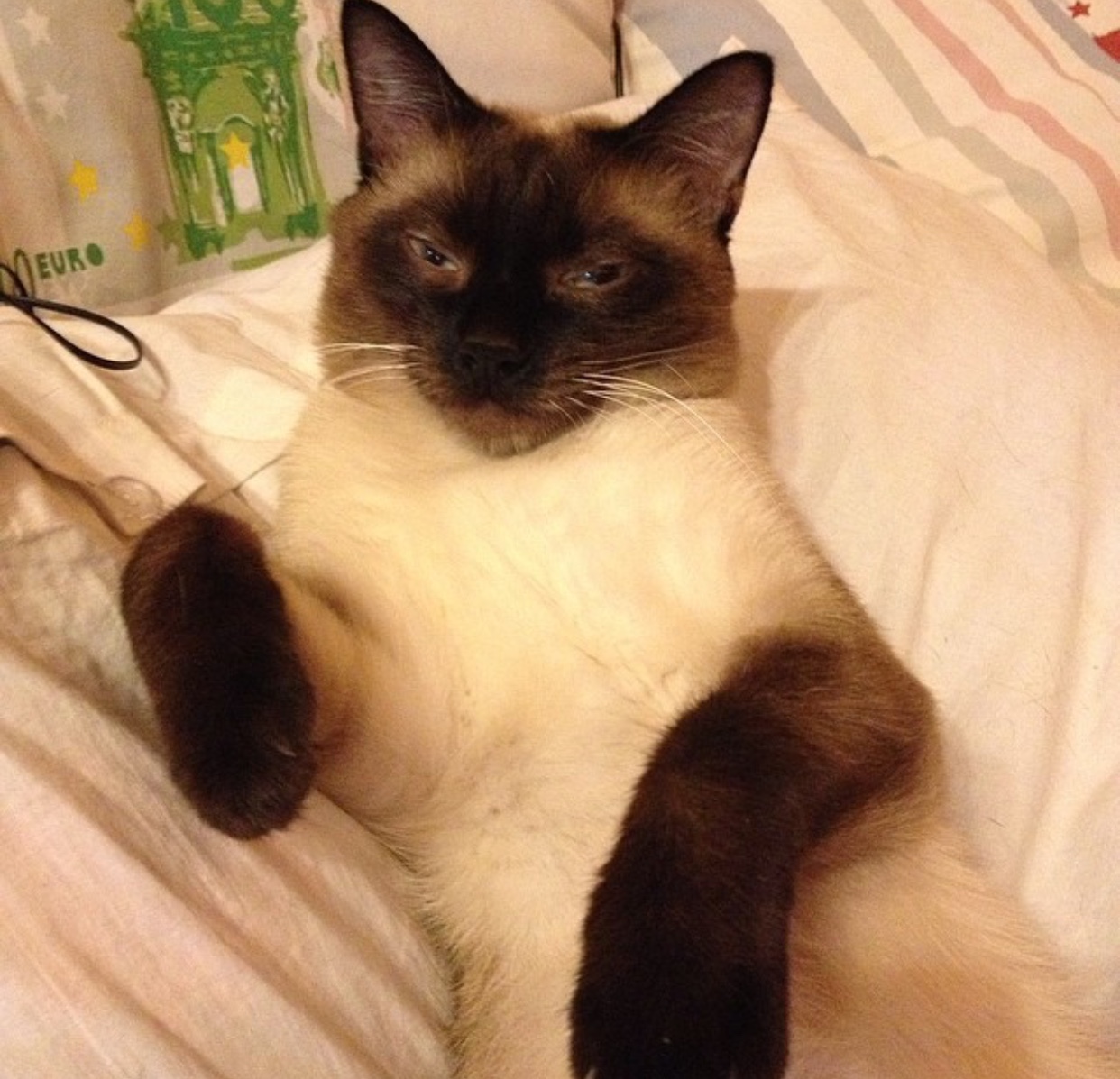 sleepy Siamese Cat lying on its back in the bed