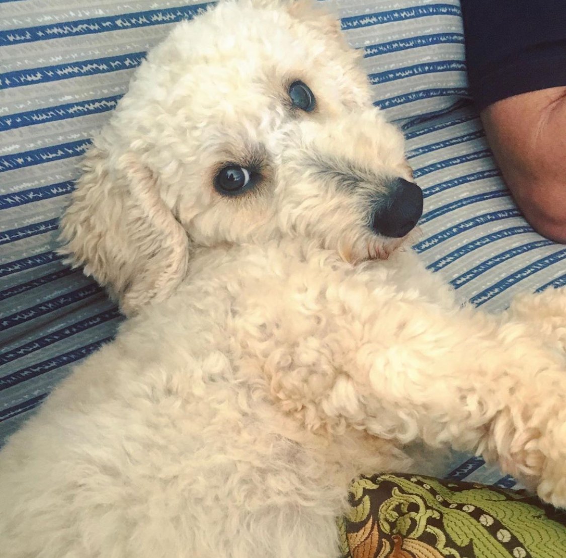 A Poodle lying on the couch next to a man