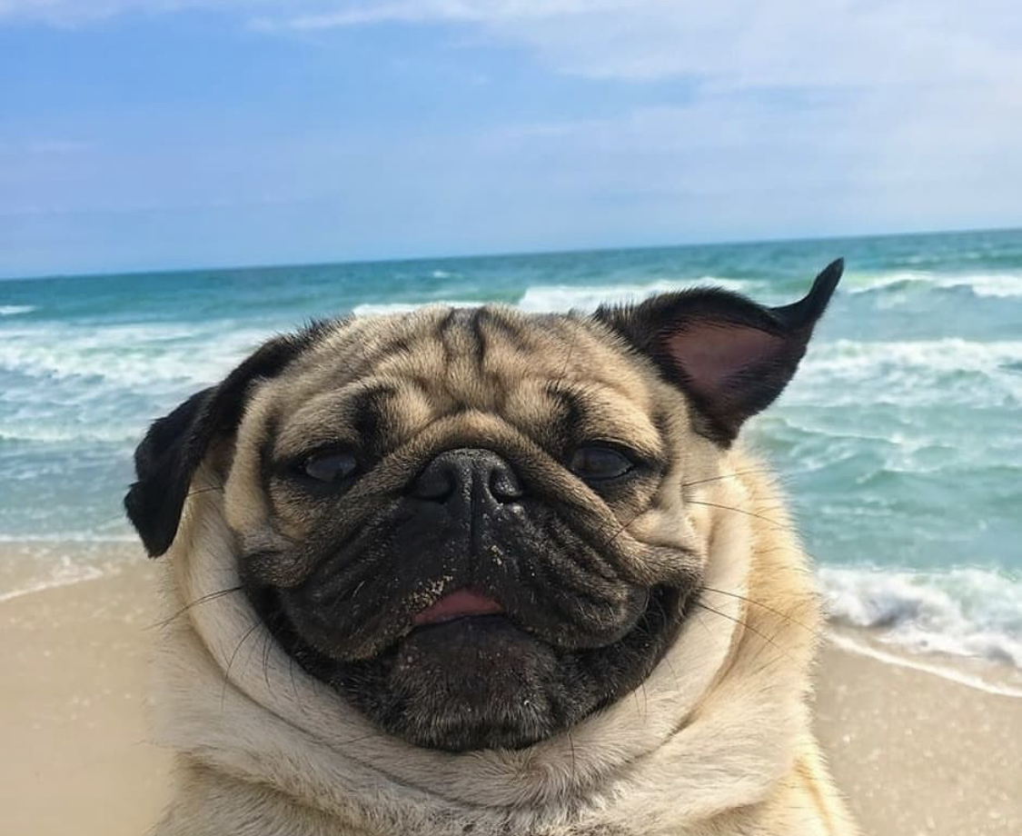 A smiling Pug with the view of the ocean behind him