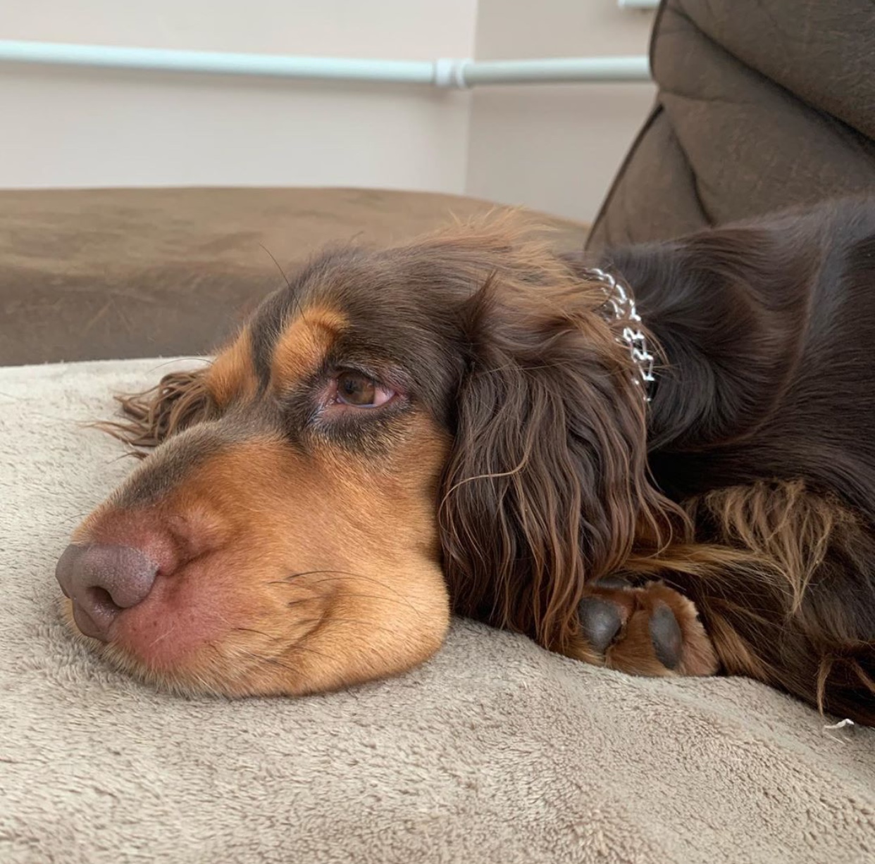a Cocker Spaniel lying on the couch with its sad face