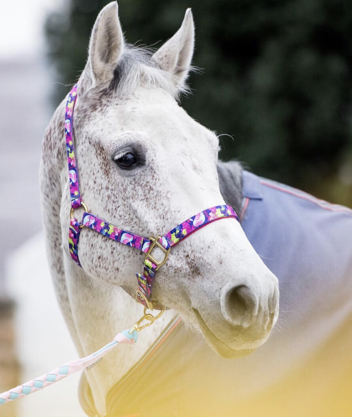 a white Horse wearing a purple shade of purple lead