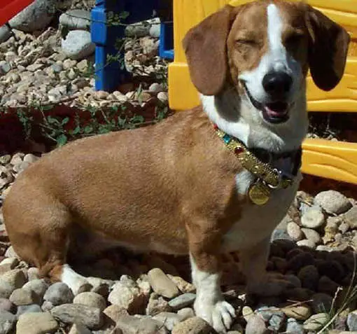 A Basset Corgie sitting on the rocks while smiling under the sun