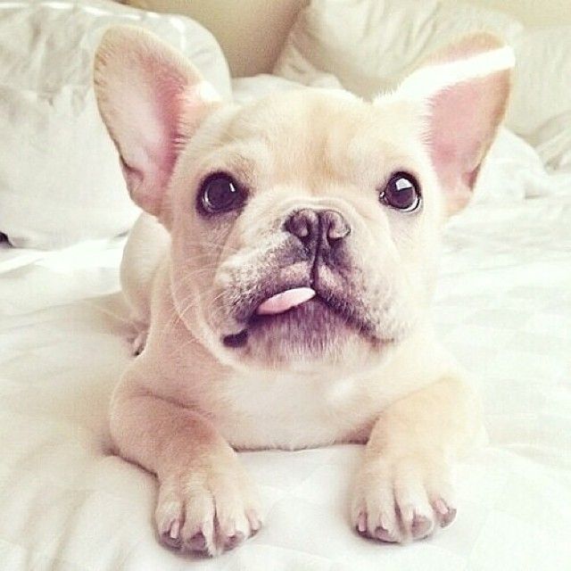 A French Bulldog lying on the bed with its small tongue sticking out its mouth