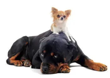 A Rottweiler lying down with a chihuahua on top of him