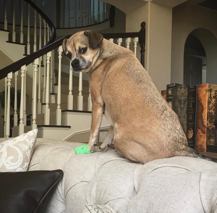 Boxhuahua sitting on top of the couch while looking back