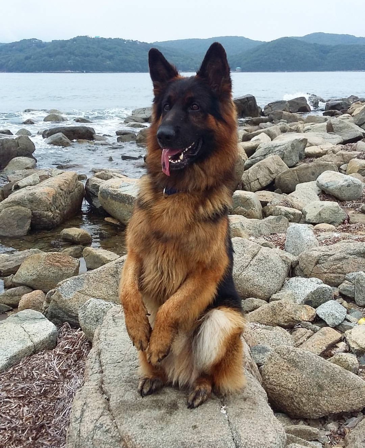 German Shepherd sitting pretty on a rock by the ocean