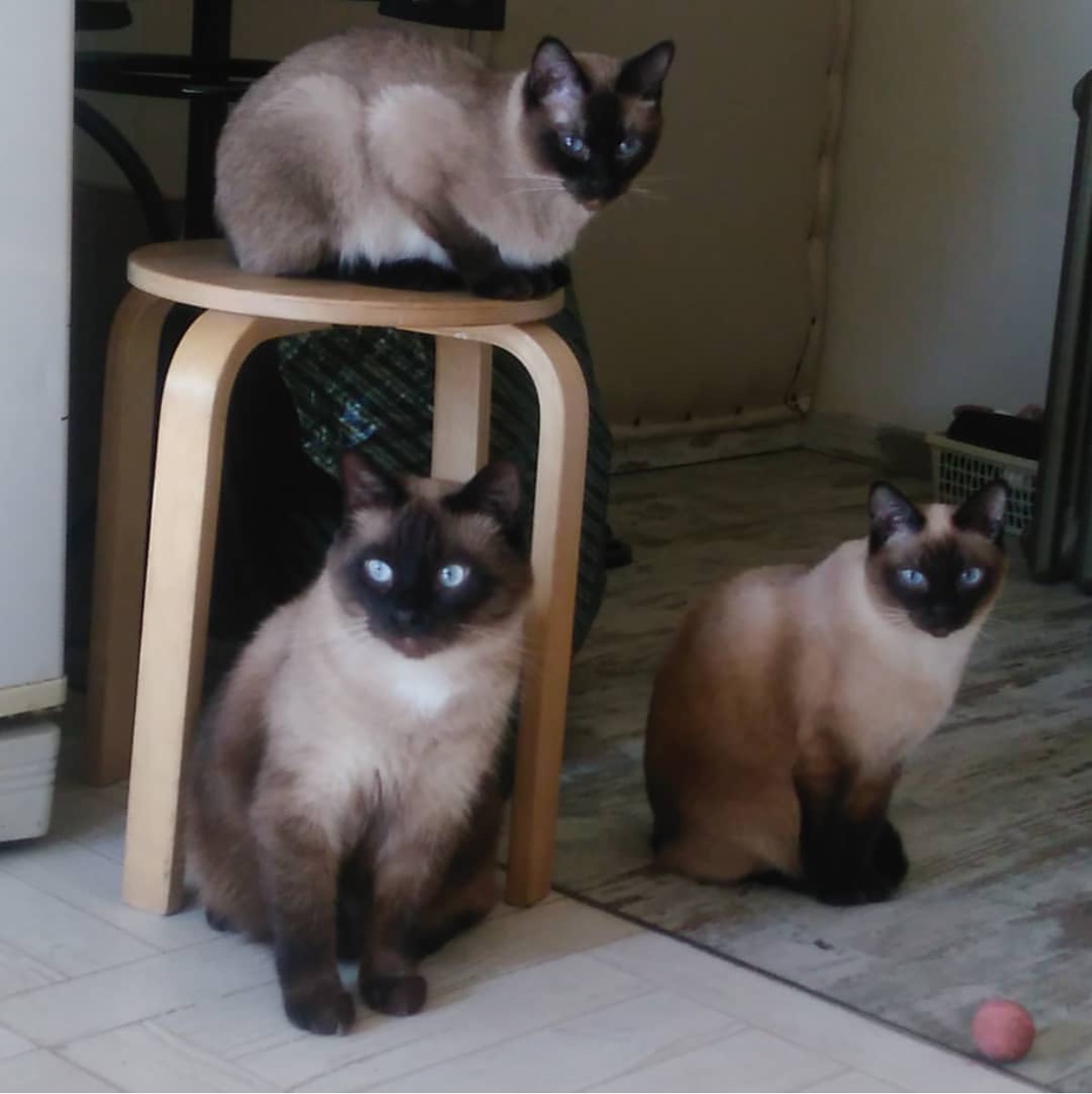 three Siamese Cat sitting on a chair and on the floor