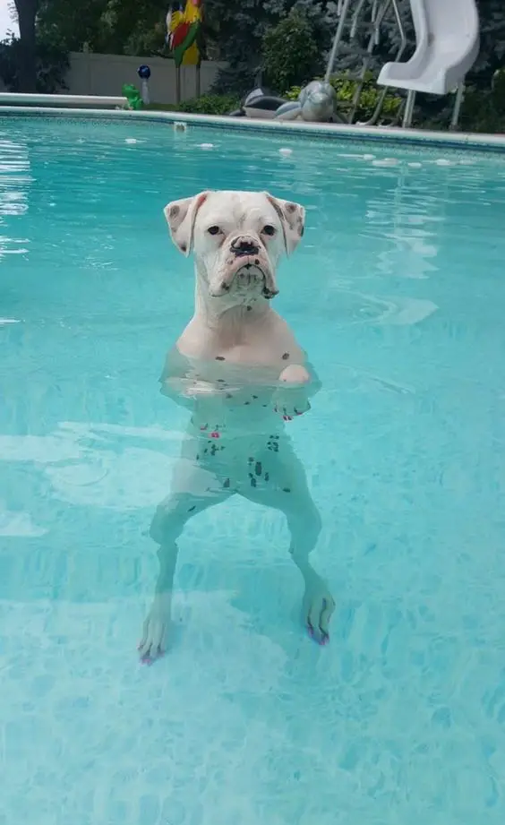 Boxer standing in the pool