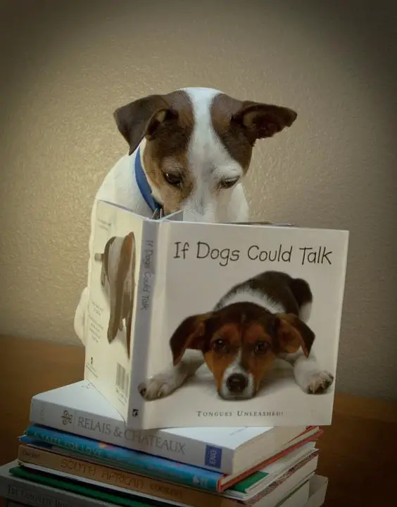 Jack Russell reading a book titled with 