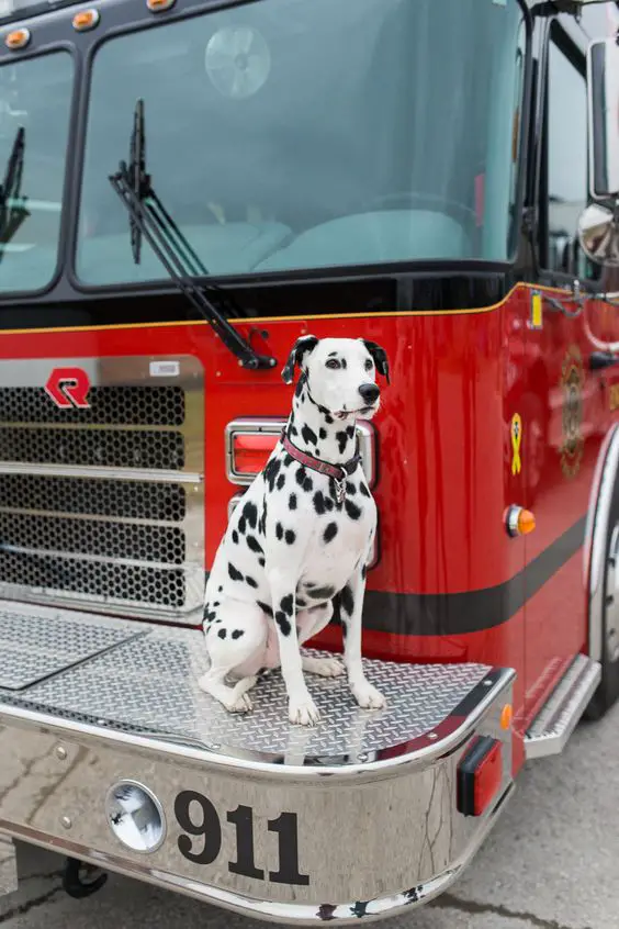 Dalmatian sitting on a firetruck