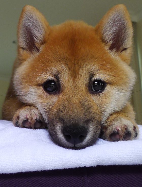 Shiba Inu with its adorable face on top of the towel