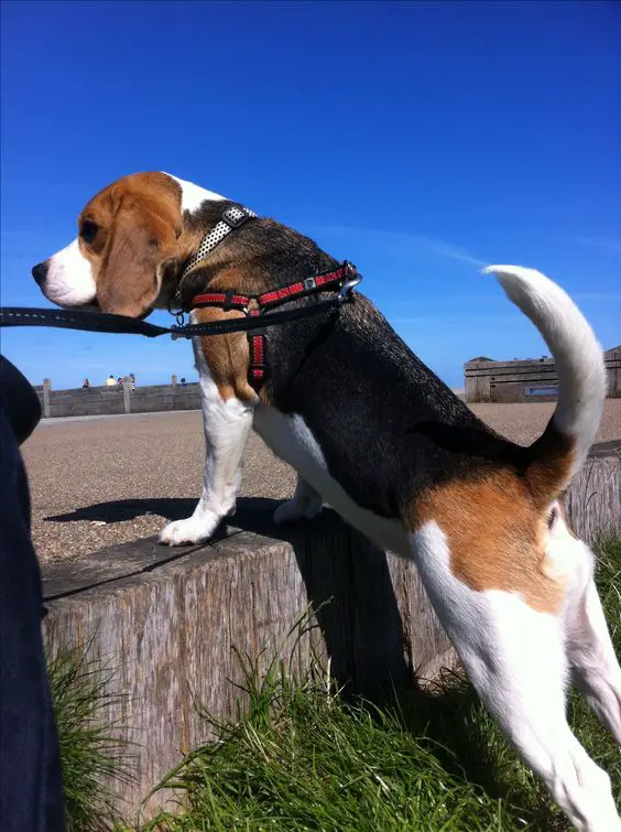 Beagle taking a walk