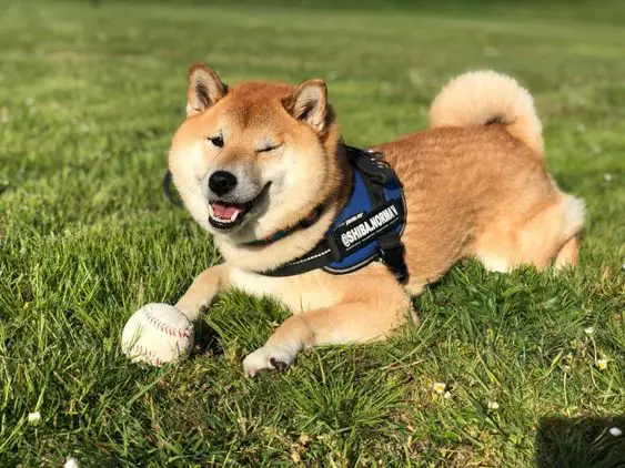 Shiba Inus lying on the green grass with a ball