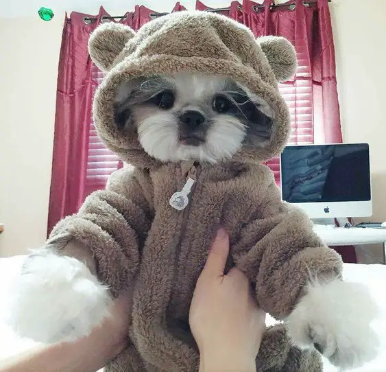 Shih Tzu wearing a cute teddy bear outfit