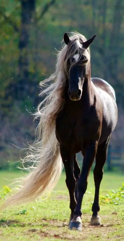brown horse with long hair