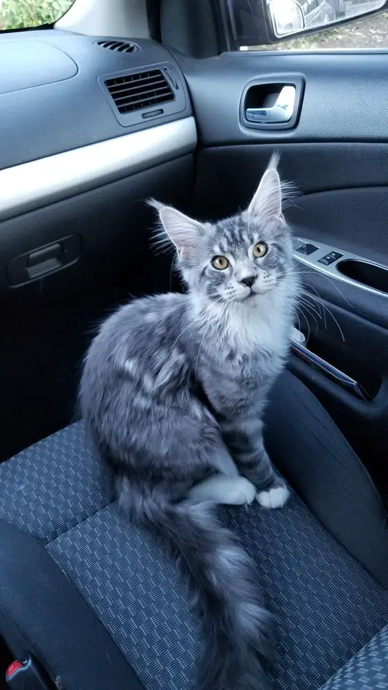 Maine Coon cat sitting inside the car
