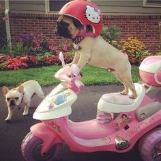 Pug riding a cute pink motorcylce