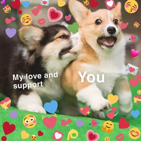 a corgi puppy (with text - my love and support) biting the skin neck of another Corgi (with text - You) and with emoji all over