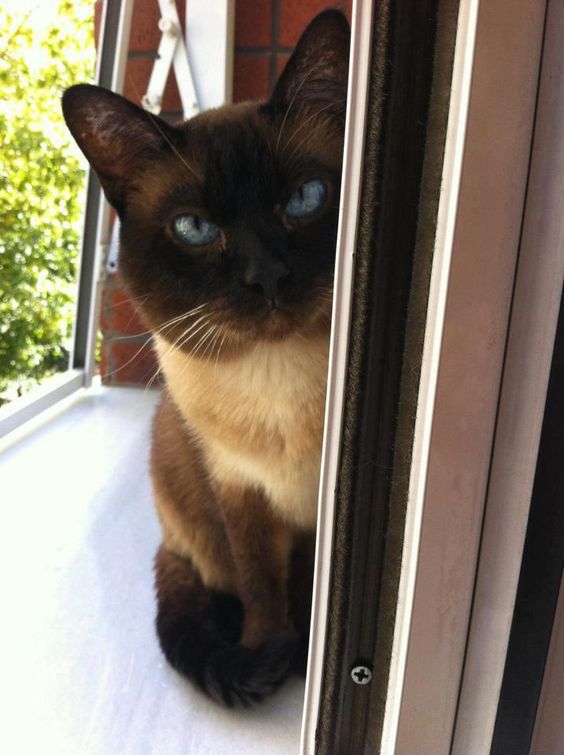 Siamese Cat peeking from behind the window