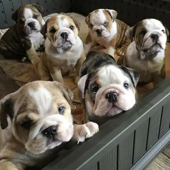 six cute English Bulldogs in a baby crib