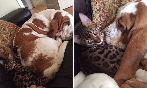 collage photo of a Bengal Cat lying on the couch beside a sleeping dog