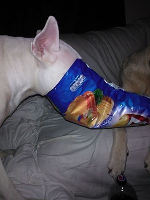 English Bull Terrier with its head inside the bag of chips