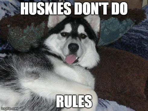 A Husky lying on the bed with its its tongue out photo with text - Huskies don't do rules