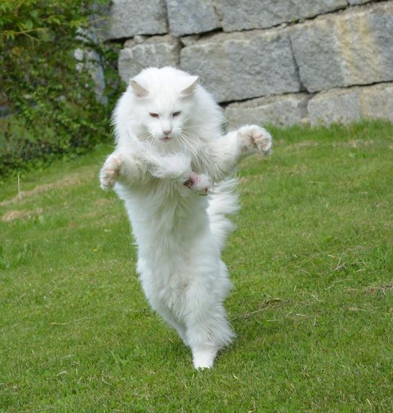 white Maine Coon Cat catching its toy at the park