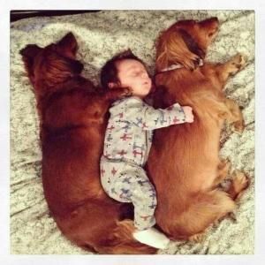 two Dachshund with a baby in between them sleeping on the bed