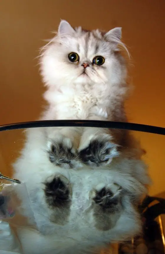 Persian Cat sitting on top of a glass table