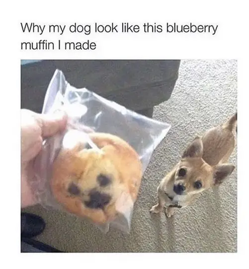 girl holding a muffin that looks like the Chihuahua on the floor photo with caption 