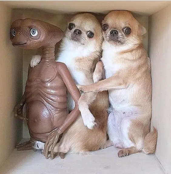 two Chihuahuas inside the box with an alien toy