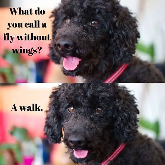 photo of a smiling Poodle with text what do you call a fly without wings? - A walk.