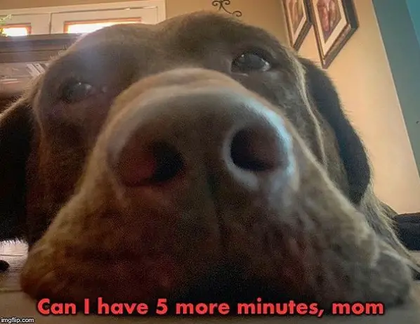 close up photo of the nose of a Labrador lying on the floor and with text - Can I have 5 more minutes, mom