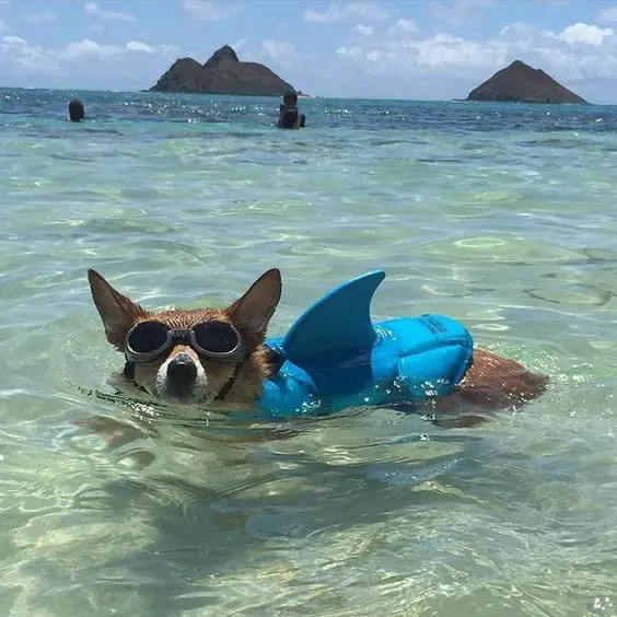 Corgi swimming in the ocean with its shark jacket and goggles