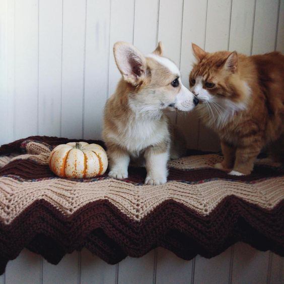 Corgi standing on the table while looking sideways with its nose in the mouth of a cat