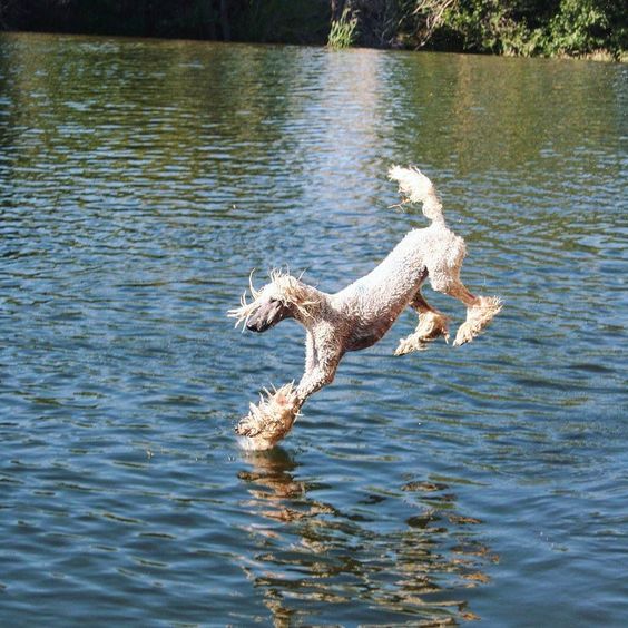 A Poodle jumping towards the water in the lake