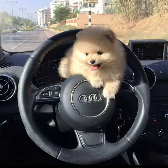 cute Pomeranian puppy in a car's steering wheel