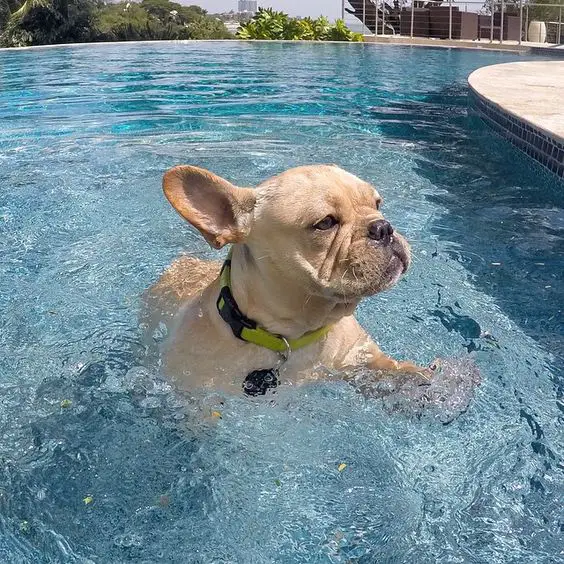A French Bulldog swimming in the pool