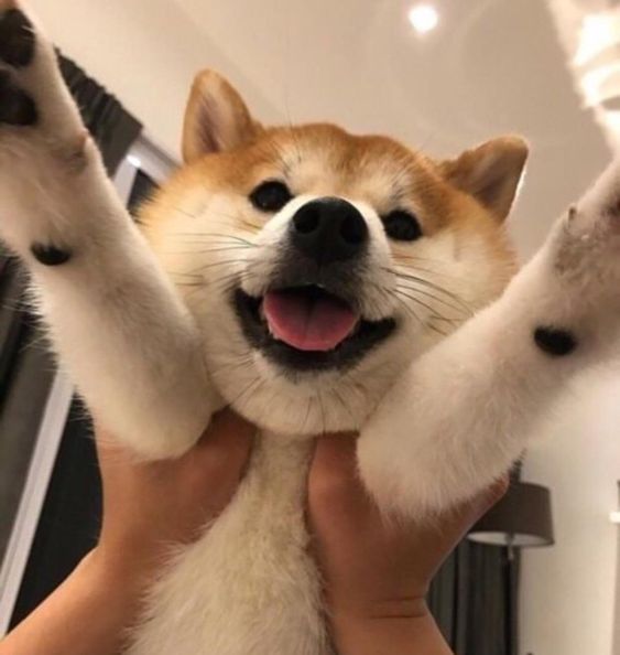 A person holding the arms of a Akita Inu