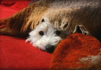 Schnauzer lying on the floor under the blanket