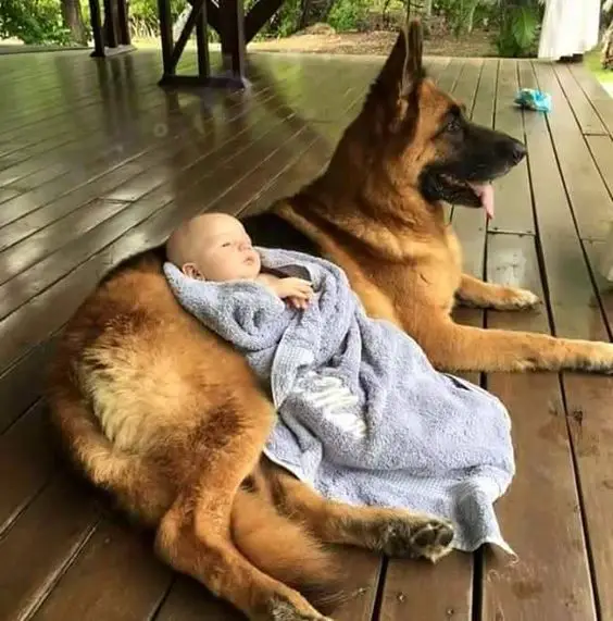 A German Shepherd lying on the wooden floor with a baby sleeping on top of its stomach