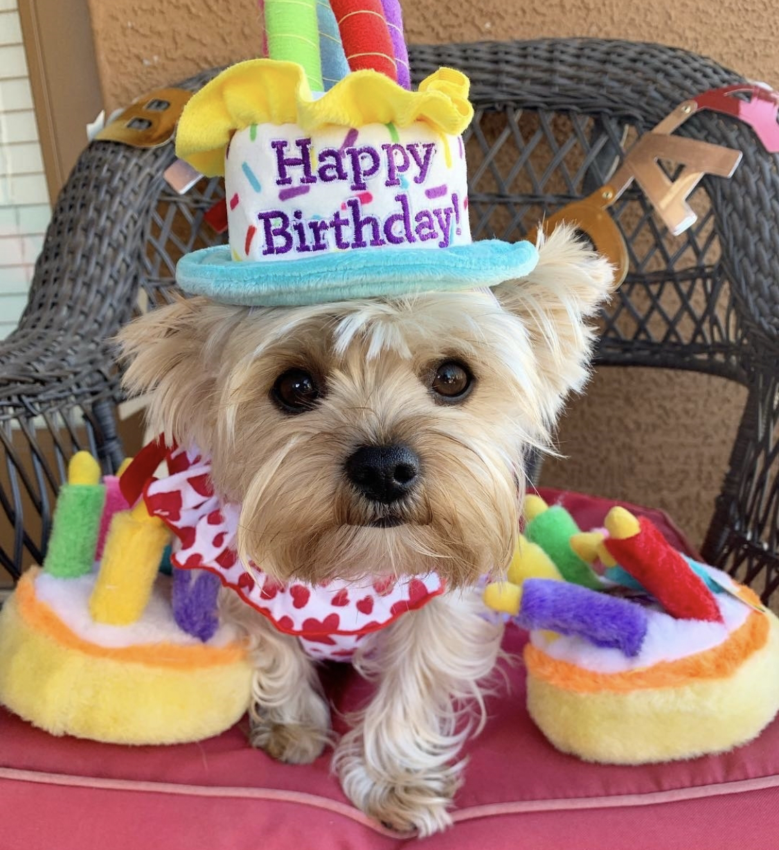 Yorkshire Terrier wearing a birthday cake hat with cake stuffed toys on the chair 