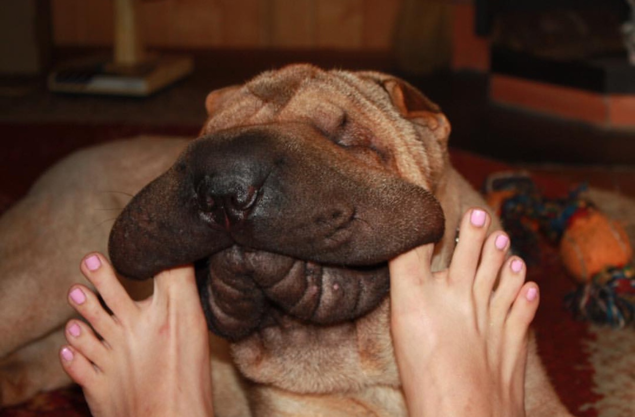 A Shar-Pei lying on the couch with its feet spread out by the foot of a woman
